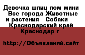 Девочка шпиц пом мини - Все города Животные и растения » Собаки   . Краснодарский край,Краснодар г.